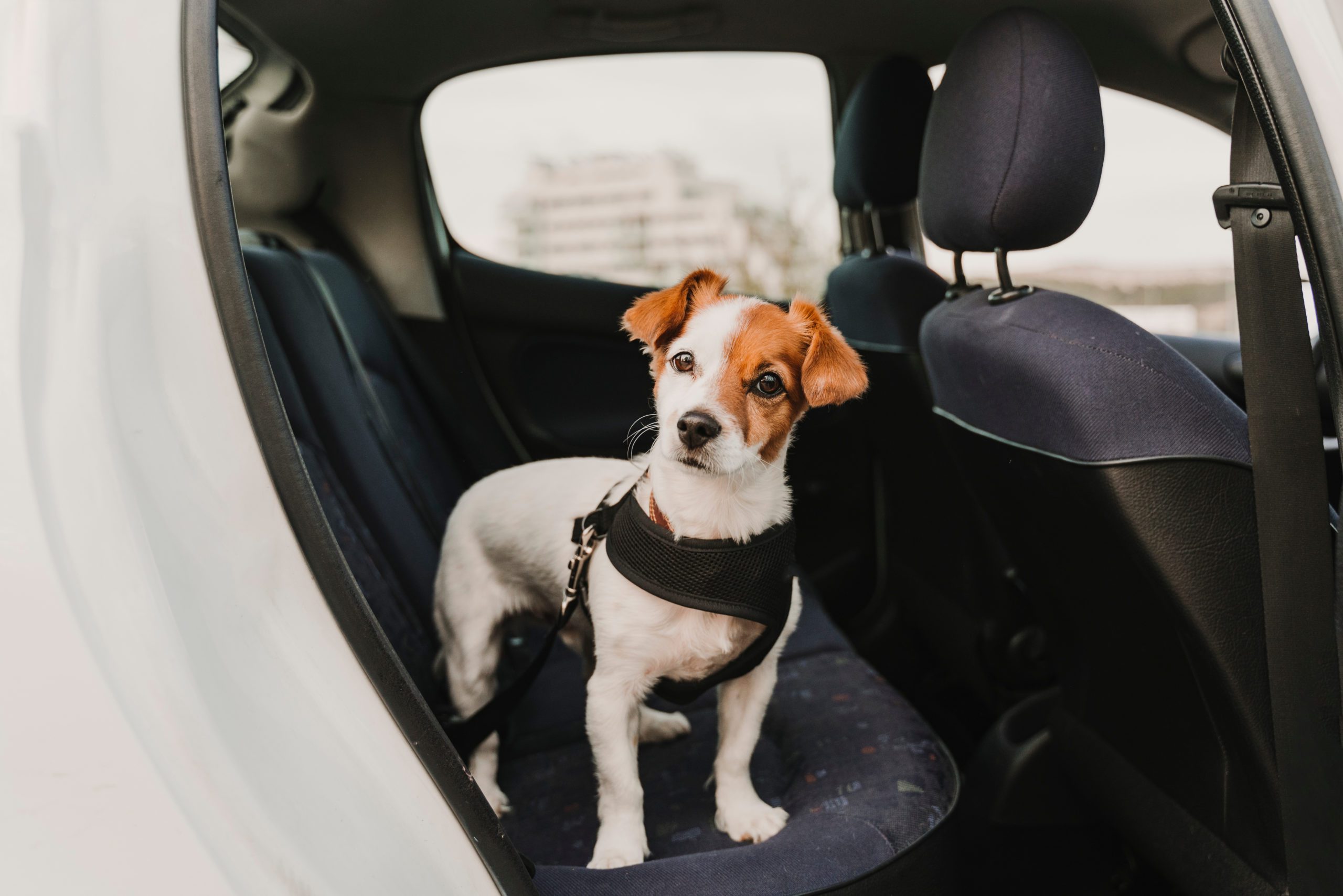 transportar perro en coche arnes