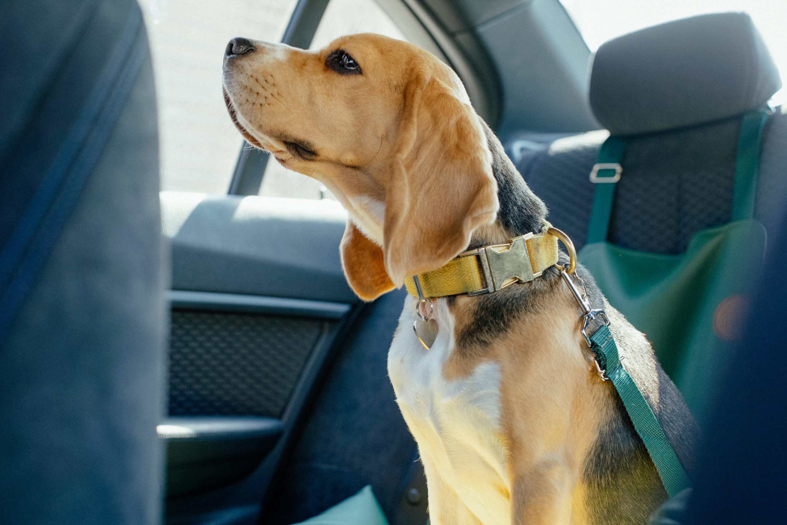 transportar perro en coche cinturos de seguridad