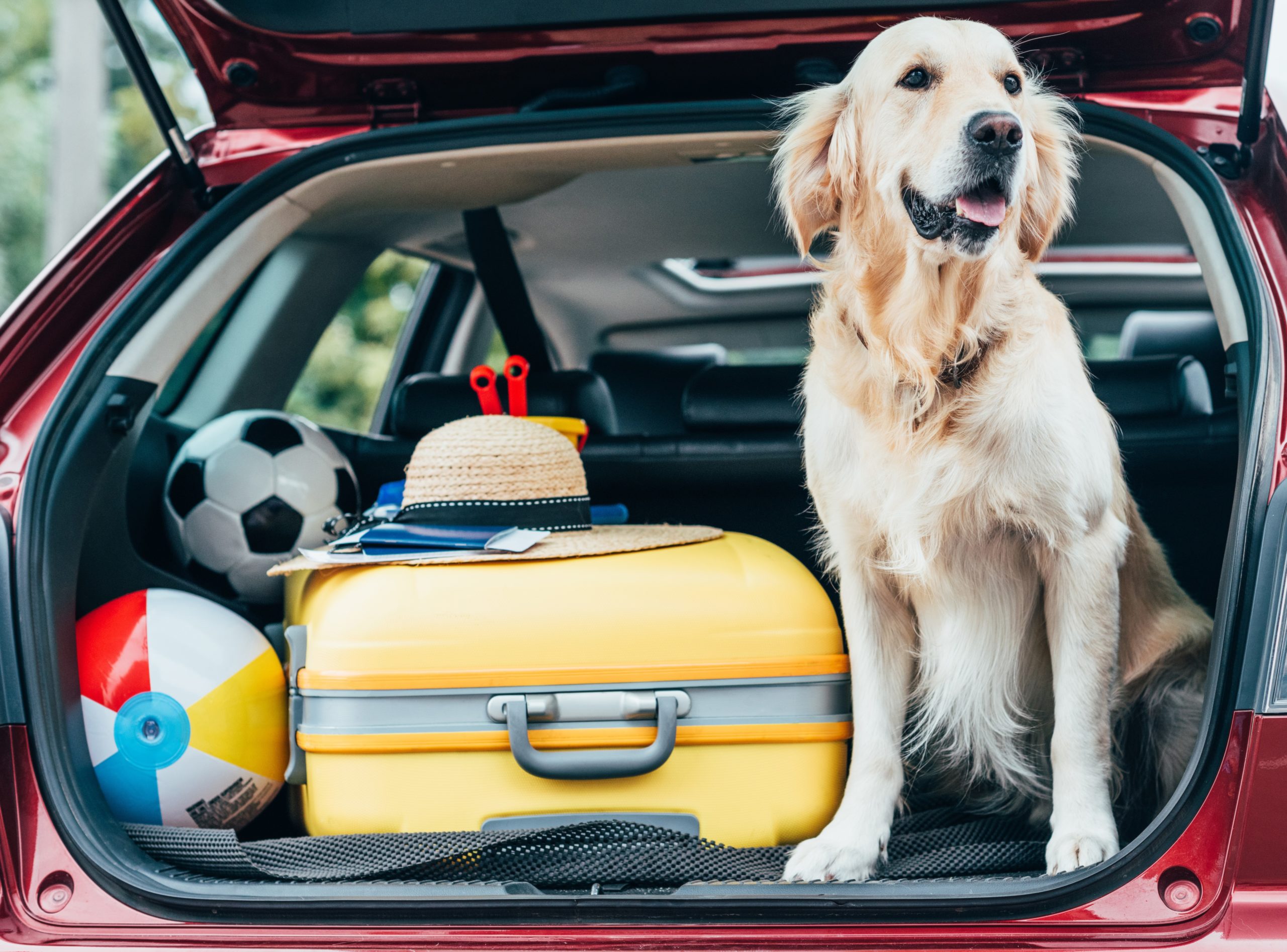 transportar perro en coche seguro