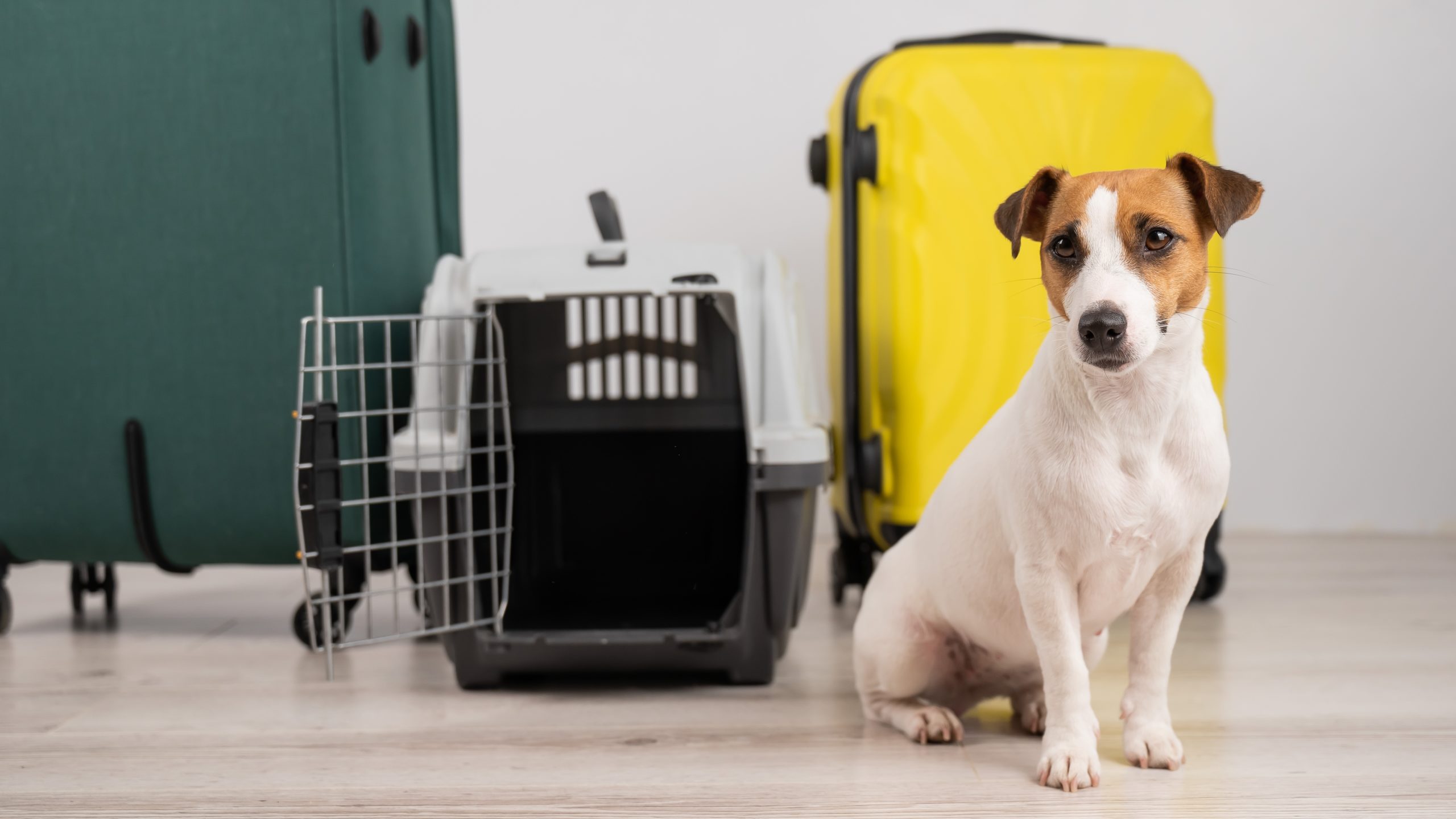 Accesorios para transportar a tu perro en el coche